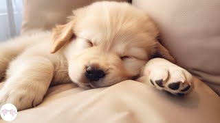 Music For Dogs !  Calm Your Dog and Help them Have a Sound Sleep with this Music!