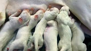 ராஜபாளையம் நாய் |  Rajapalayam puppies by Dr.R.Kishore Kumar MVSc., 3,051 views 1 year ago 12 minutes, 1 second