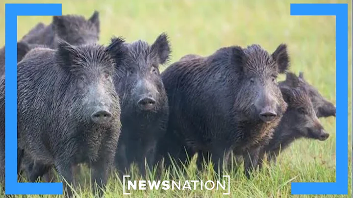Feral pig invasion | NewsNation Now