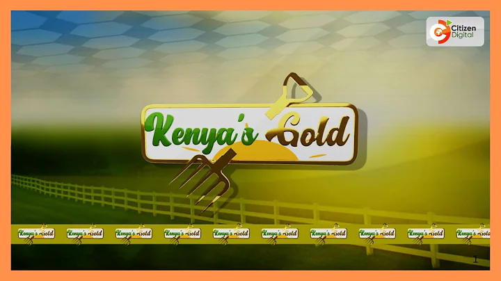 Kenya's Gold feature | Coffee farming in Kenya