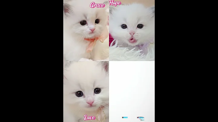 Video 10277451: ragdollkittens cat kitten