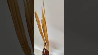 white colour Wall Par wood Polish jese chota brush se Desgine tayari kar raha hai painter ne