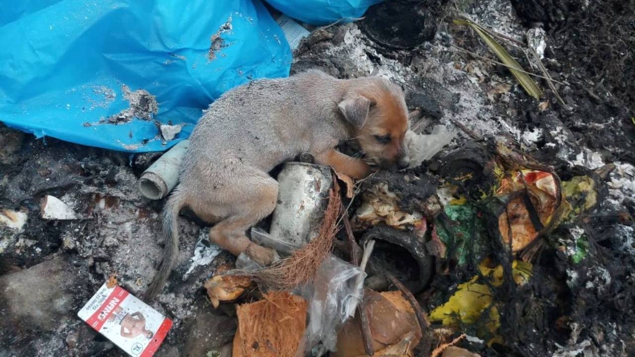 Rescue the poor puppy from starvation, thirst, and cold when he is left in  the garbage dump