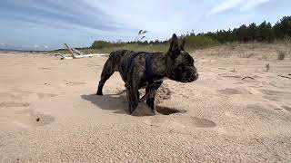 French bulldog fun time in beach