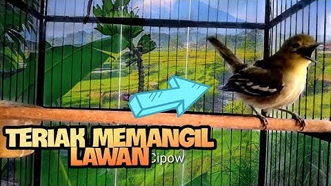 Sirtu gacor teriak memangil LAWAN!..Sirtu manapun yang mendengar Auto langsung respon dan ikut gacor