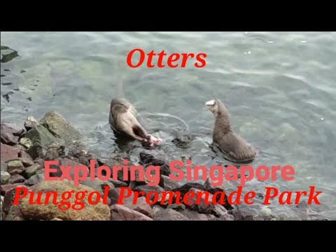 Exploring Punggol Promenade Riverside Park, Singapore 🇸🇬 / Otters at Punggol | สรุปข้อมูลที่เกี่ยวข้องpromenade ร้านอาหารที่มีรายละเอียดมากที่สุด