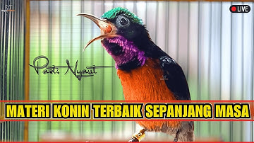 KONIN GACOR FULL ISIAN TEMBAKAN MEWAH || MASTERAN & PANCINGAN KOLIBRI NINJA BAHAN DAN MALAS BUNYI