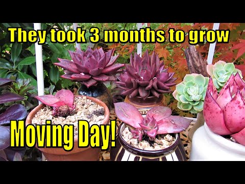 Video: Echeveria (echeveria): Nuances Zote Za Kutunza Maua Nyumbani + Picha Na Video