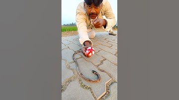 New remote control snake 🐍#shorts