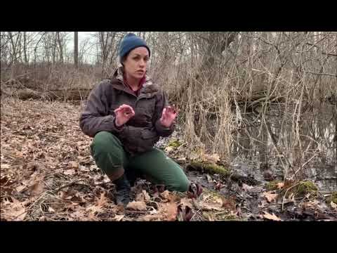 Video: Skunk kopūstų augalas – kas yra skunkso kopūstas ir ar jis nuodingas