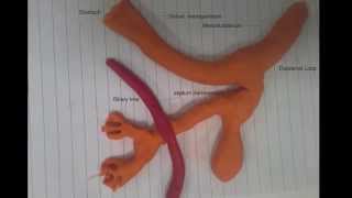 Development of Liver & biliary passages