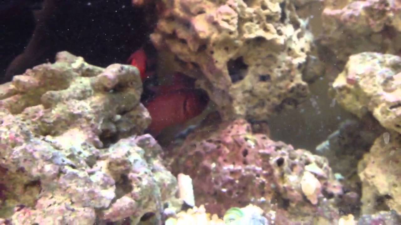 Angler Fish, Walking Batfish...Saltwater 90g aquarium YouTube