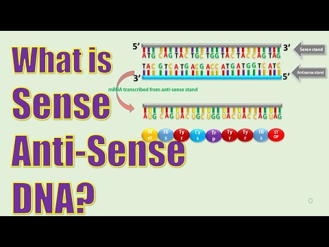 Sense and Antisense stand of DNA