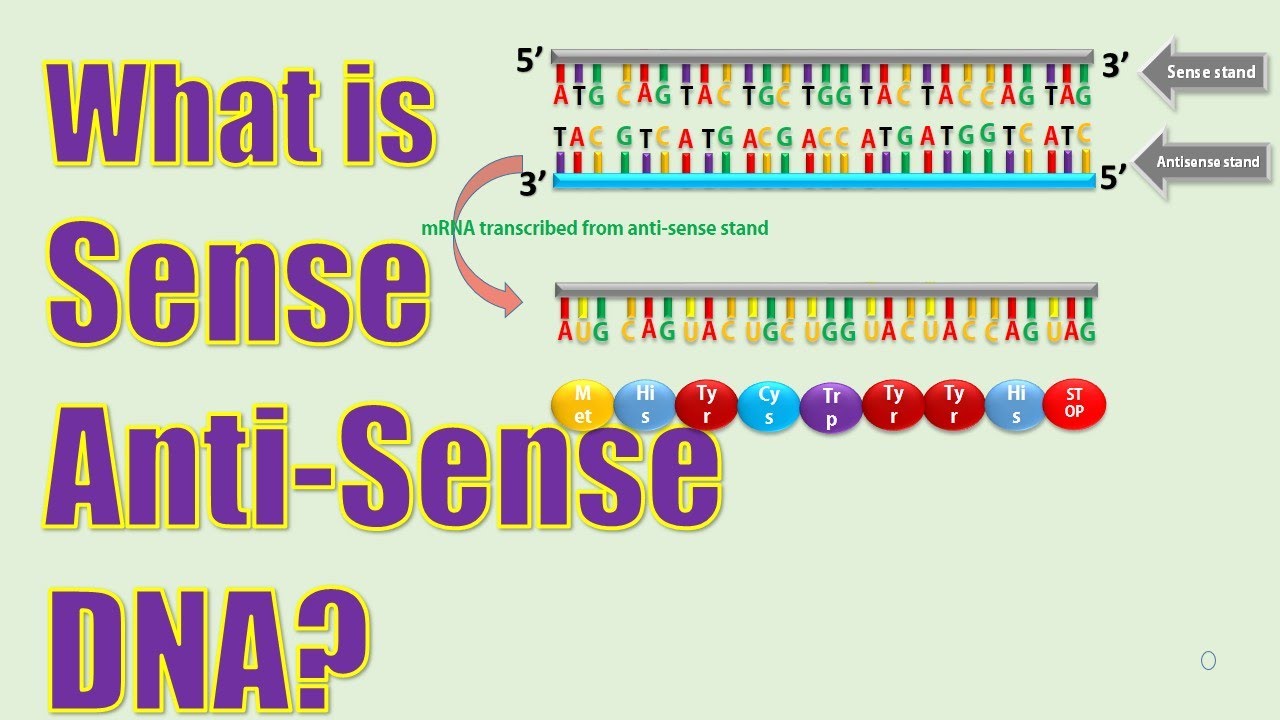 Sense and Antisense stand of DNA - YouTube