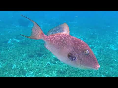 Money Bar Cozumel, Mexico Amazing Shore Snorkel! #gopro