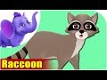 Animal Songs For Kids Raccoon Song 