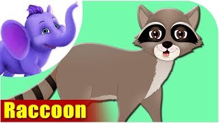Animal Songs for Kids | Raccoon Song
