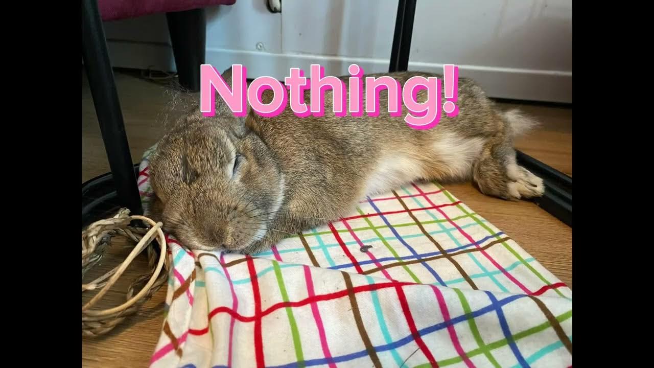 Let me rest! Bossy funny bunny 😂🐰 Bambi the Bunny throwing a tantrum! 🐰