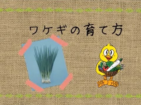 ワケギの育て方 農業屋 Youtube