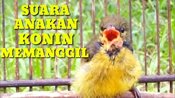 Suara Anakan Konin Memanggil Induknya (Kolibri Ninja) Ampuh Untuk Pikat || 16/5/2021