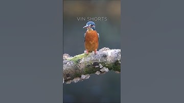 HOW A BIRD FIXED JAPAN