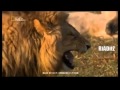 Funny lion laughing like sreenivasan