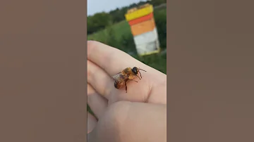 Трутень пчелиный