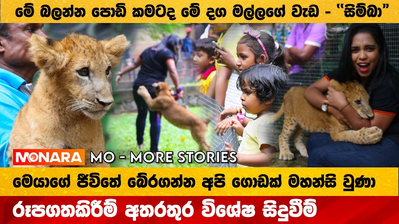 රූගතකිරීම අතරතුර දෙහිවල සිංහ පැටියා නිවේදිකාවව සපා කයි - Mo More Stories