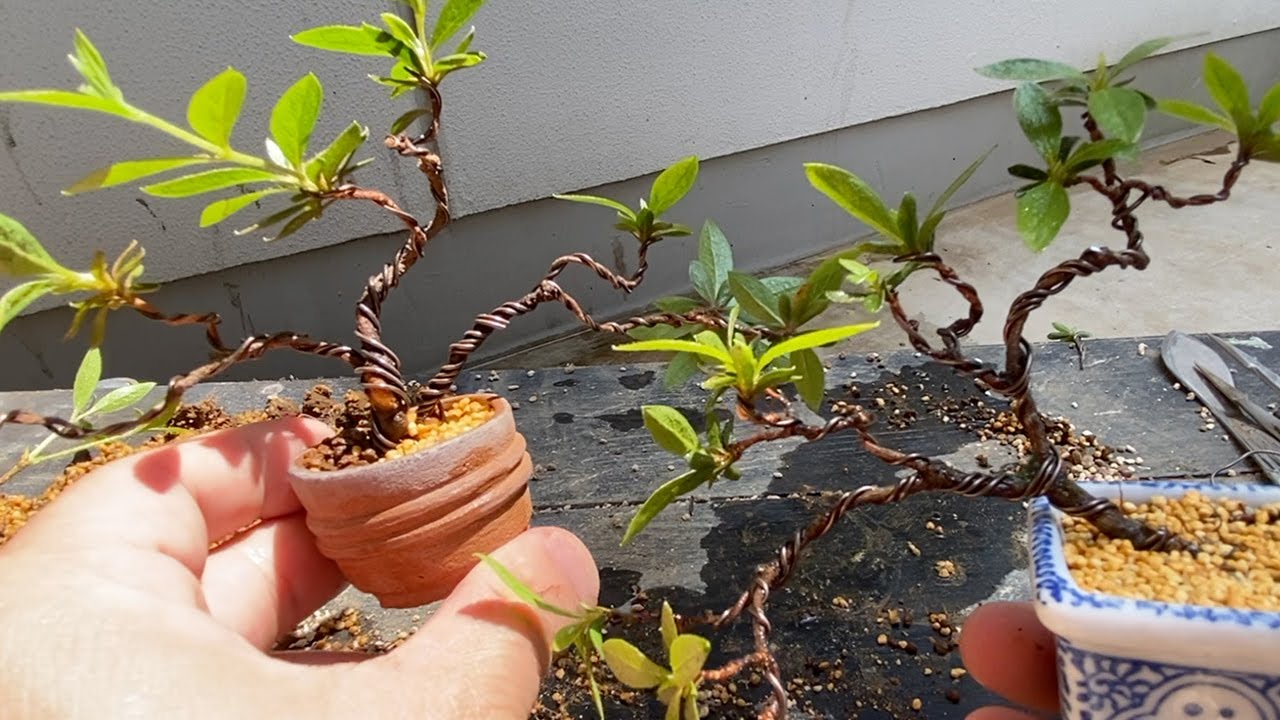 花芽のないサツキは 整枝して植え替える Youtube