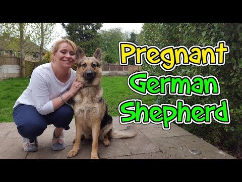 when can a german shepherd get pregnant