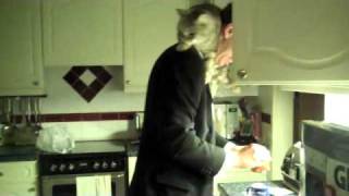 Our Cat Ashlee Having A Scarf Moment