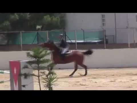 نادي الجواد العربي