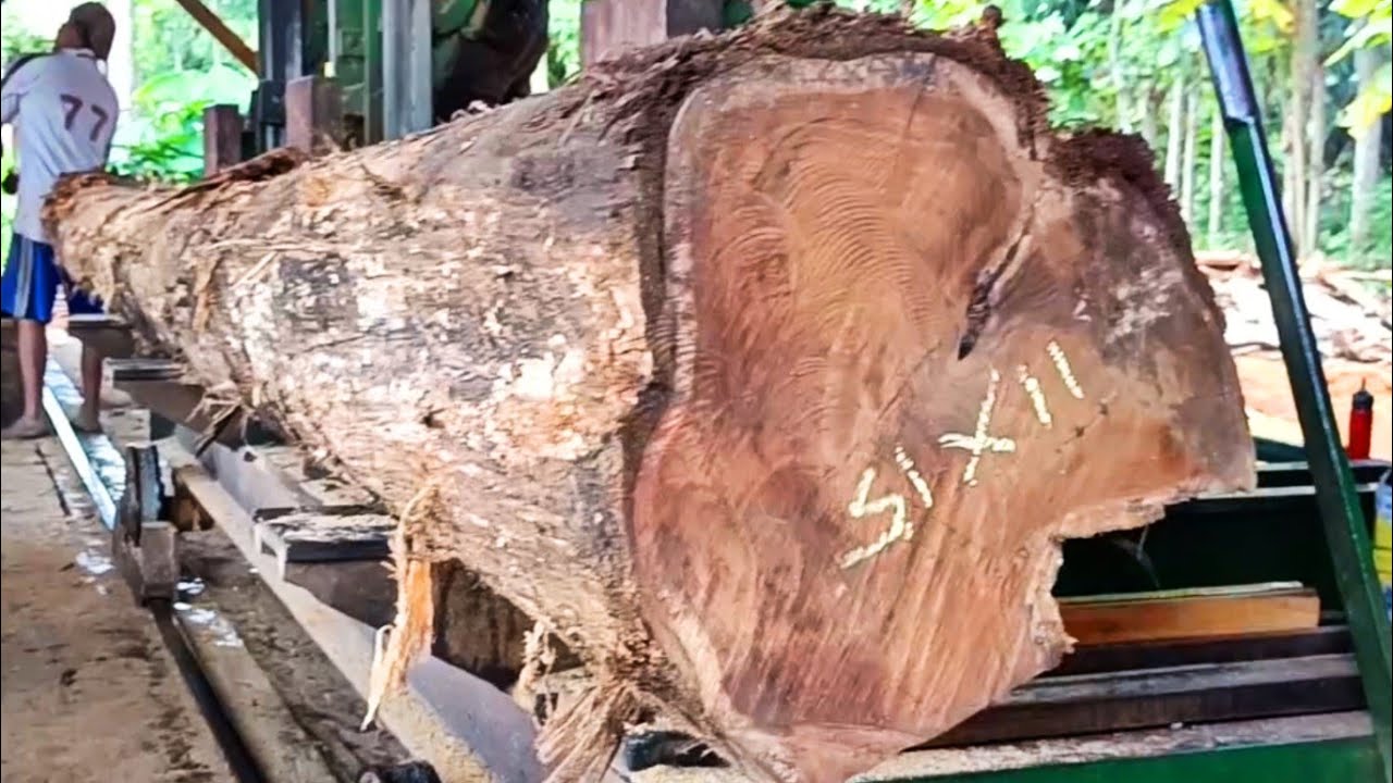 The extraordinary process of sawing teak logs into jumbo blocks at the ...