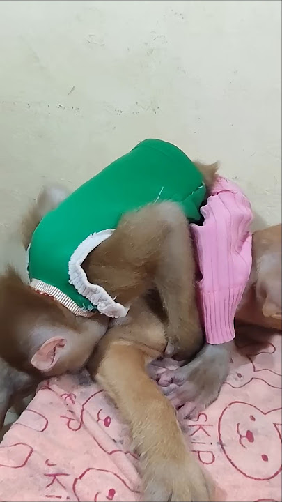 #puppy #labrador #bulldog #doglife #mastiff #goldenret#funny #goldenretreivers #physiotherapy#pets