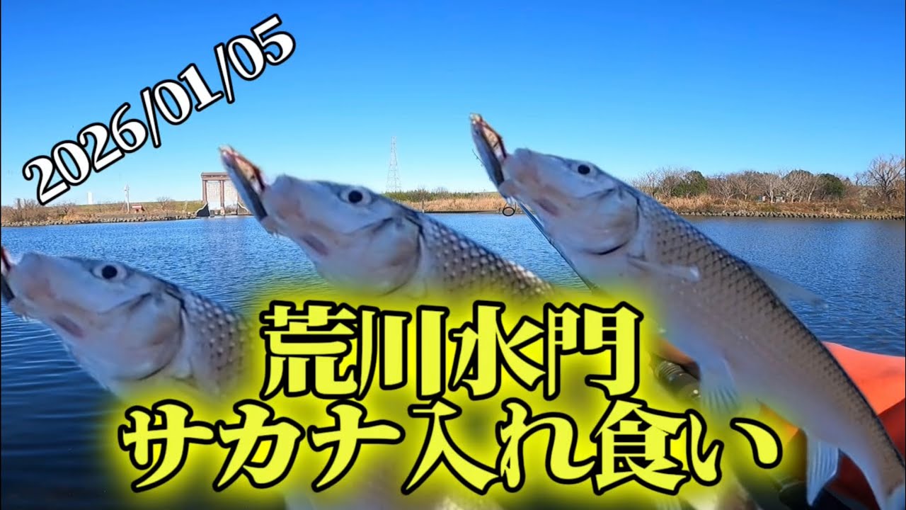 ［埼玉県荒川温排水］どこに水がある。そこには魚がいる。