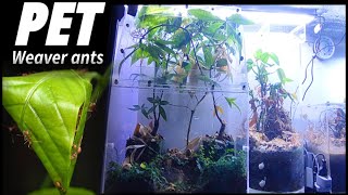 I KEPT Weaver ants In a TANK of MINI TREES! | D colony by D colony 3,289 views 1 month ago 11 minutes, 16 seconds