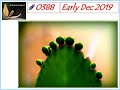 Ashrama Gardens Photo Video # 0388 - Dec 10, 2019 Edition - Early Dec 2019 Clicks