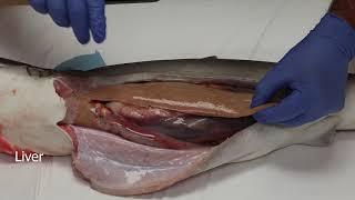 Gulf State Park - Shark Dissection by MSU Coastal Research &amp; Extension Center
