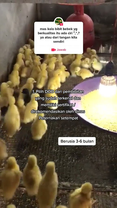 Perawatan DOD Bebek Tepat Dan Benar