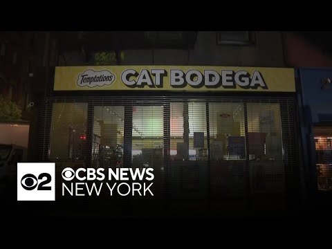 Free pop-up pays tribute to NYC's beloved bodega cats