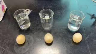 EGG LAB DEMO