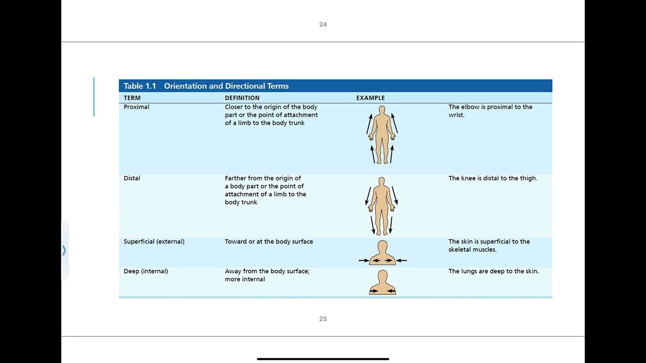 1.5 - Directional Terms