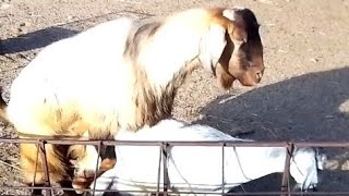 Hill Goat And Small Goat Mating In Forth Time