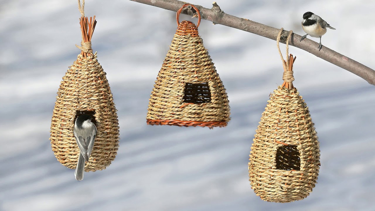 Привлечение птиц на ваш задний двор