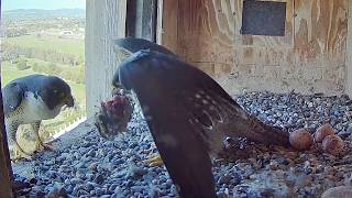 Falconcam Project Gimbir Brings Prey For His Dii 814 Am 20260925