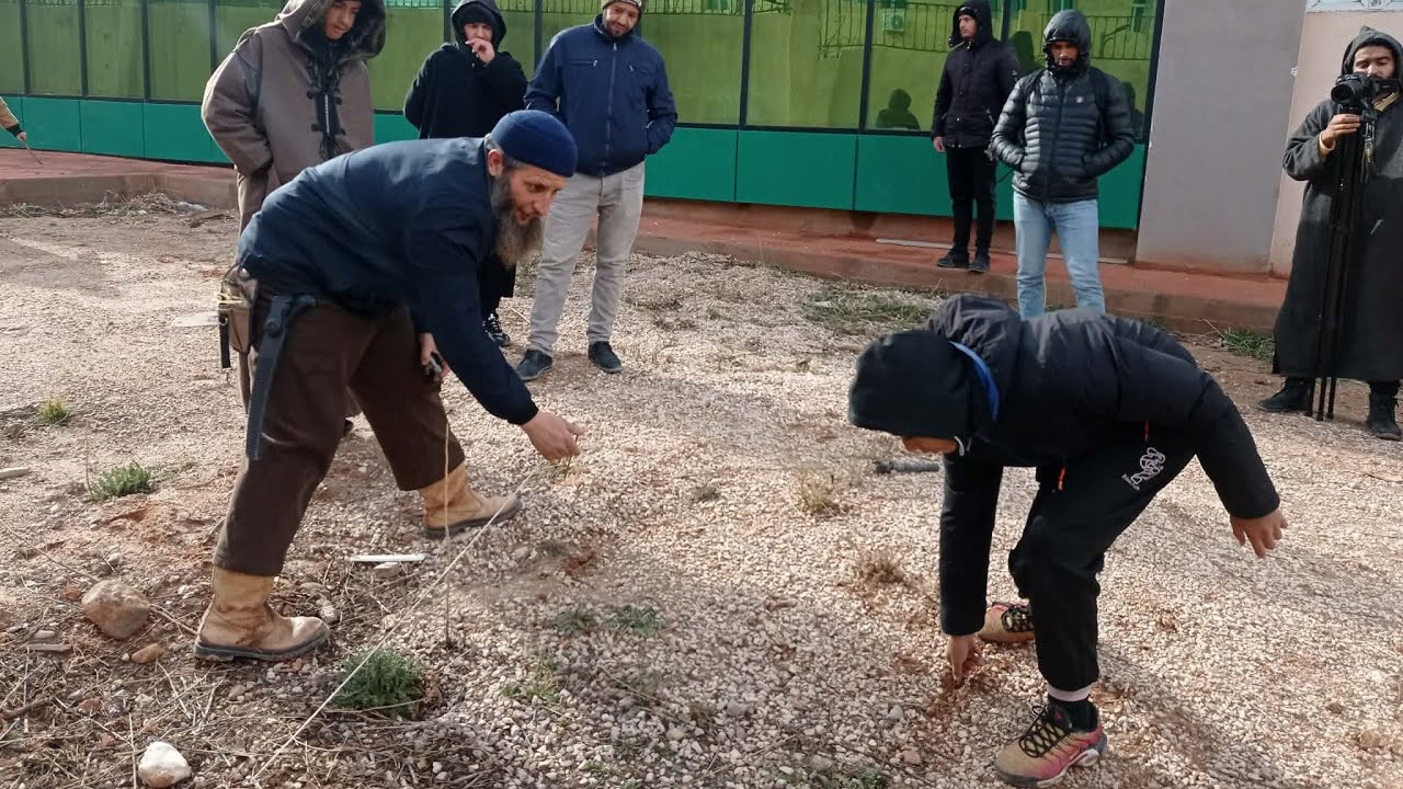 اسرار غراسة الزيتون 