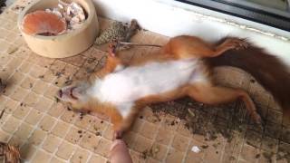 Squirrel asleep after lunch by NewsWorld TV 5,853 views 8 years ago 38 seconds