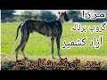 Tazzi Gultair dog in Barnala Bhimber Ajk! shikari kuttay