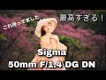 Sigma 50mm F/1.4 DG DNが凄すぎる❗️ポートレート撮影だけじゃなくて、カメラ初心者にとって最高なレンズ❗️