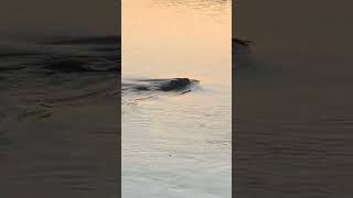 Muskrat swimming into the sunset